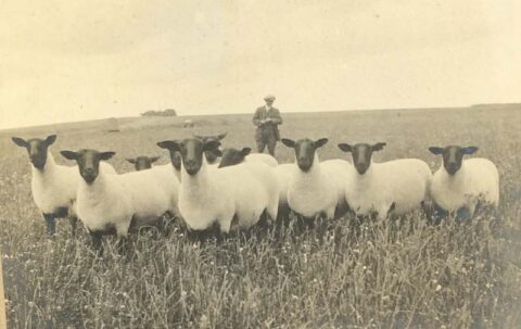 History - Suffolk Sheep Society