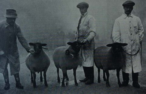 History - Suffolk Sheep Society