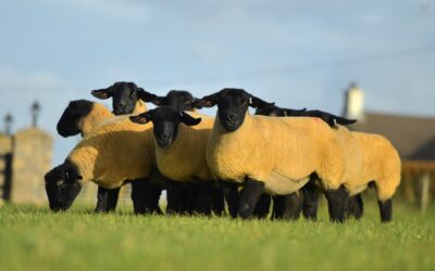 National Flock Competition Entry details 2021