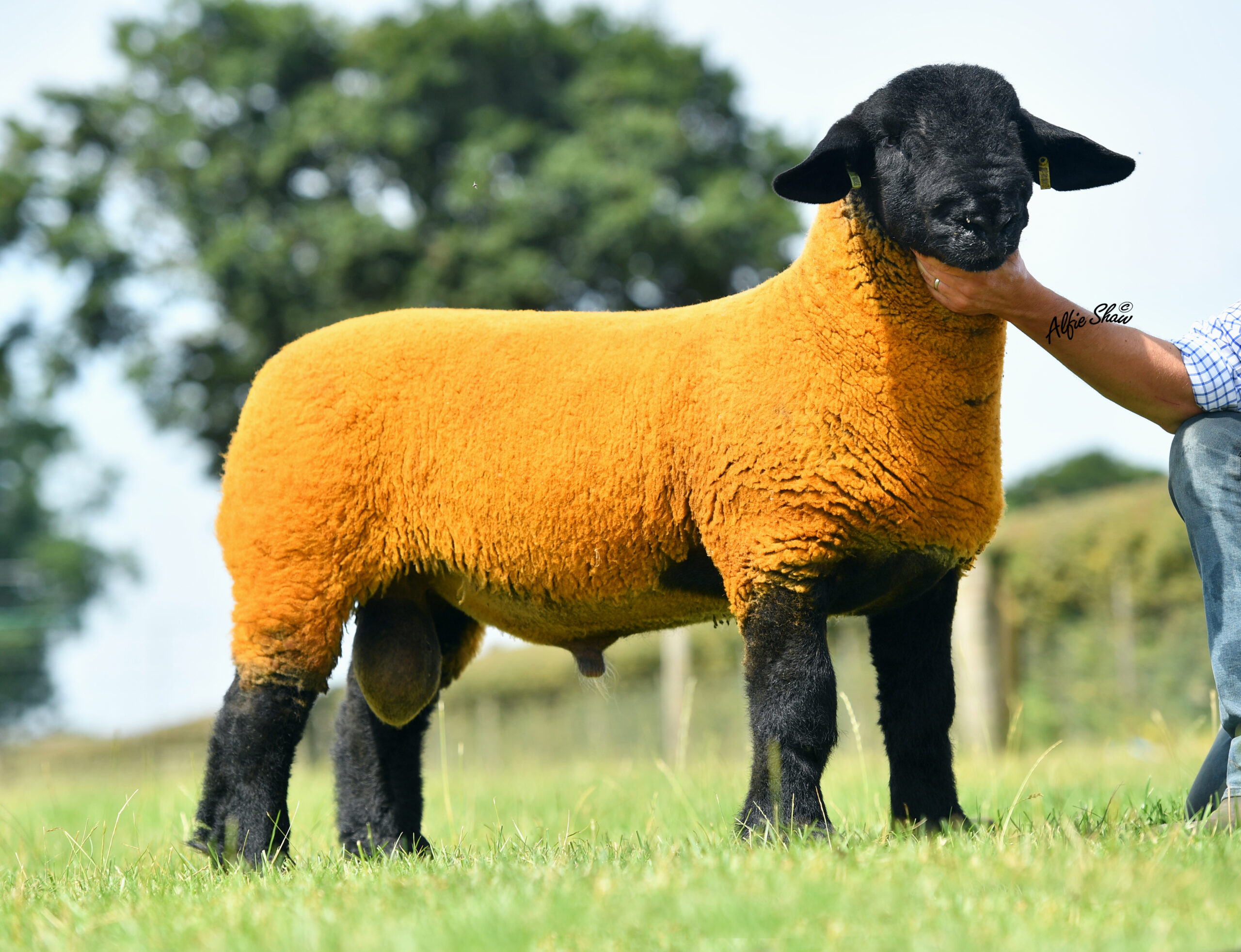 Suffolk Sheep Society Events - Suffolk Sheep Society