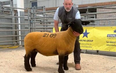 West and Central Scotland Suffolk Sheep Club results