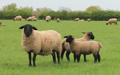 Home - Suffolk Sheep Society