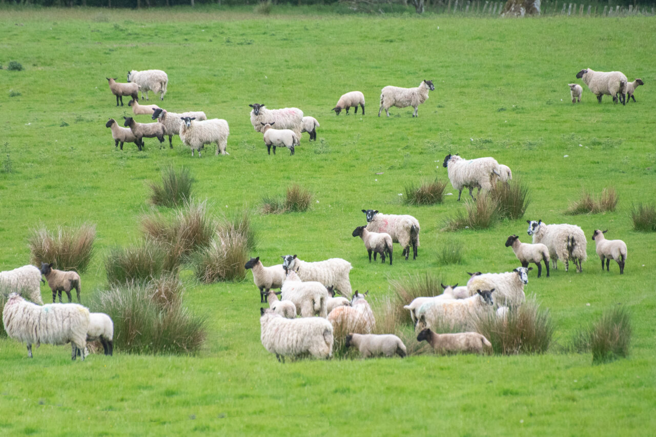 Raggiewhaite Farm Consistency With Suffolks - Suffolk Sheep Society