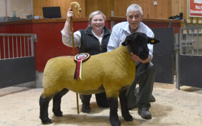 Myfyr Evans Rhaeadr Flock on fire at CM Skipton Suffolks females highlights