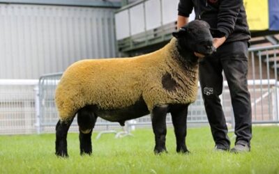 Builth Wells NSA Main Ram Sale