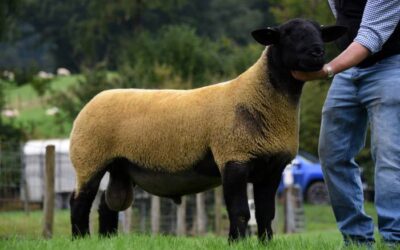 Builth Wells NSA Main Ram Sale