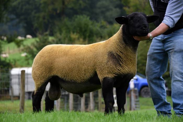 Builth Wells NSA Main Ram Sale