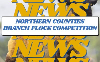 Northern Counties of England Branch Flock Competition 2024