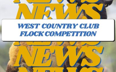 West Country Club Flock Competition 2024