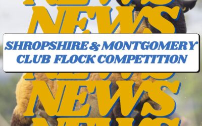 Shropshire & Montgomery Club Flock Competition 2024