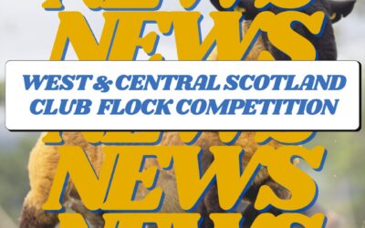 West & Central Scotland Suffolk Sheep Club Flock Competition 2024