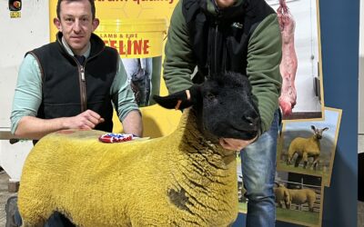 Cherrylea ewe lamb tops show and sale at NI Branch Export Ewe Sale 2024