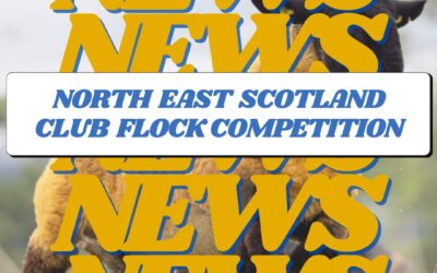 North-East Scotland Suffolk Club Flock Competition 2024 Report