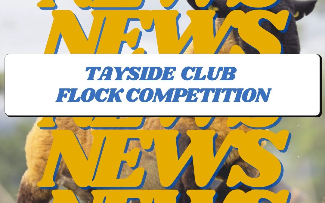 Tayside Club Flock Competition 2024