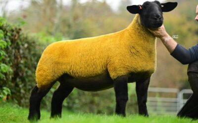 Stand out shearling from Bessiebell takes top price at the Great Bonanza Sale 2024