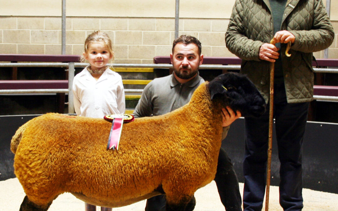 Sportsmans flock nets supreme champion and 4000gns top at CCM Skipton Suffolk females highlight