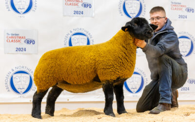 Birness tops Pedigree Female Sheep at Aberdeen Christmas Classic