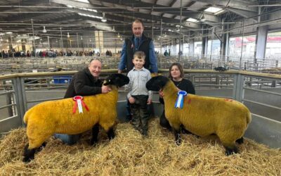 Kings flock ewe lamb taking top price at WCSSA female sale