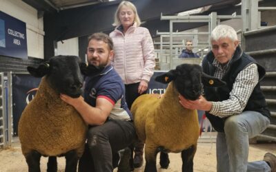 Cairness gimmer takes top price at Carlisle