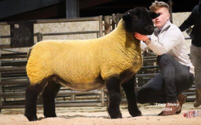 The Lakeview Flock tops at the 3 Nations Sale