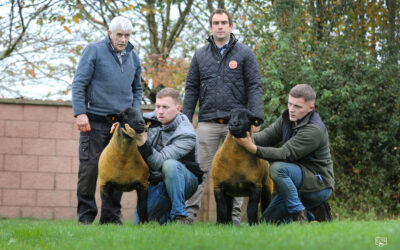 Champion ewe lamb from Myfyr Evans tops Western Wonders 2024 Show and Sale